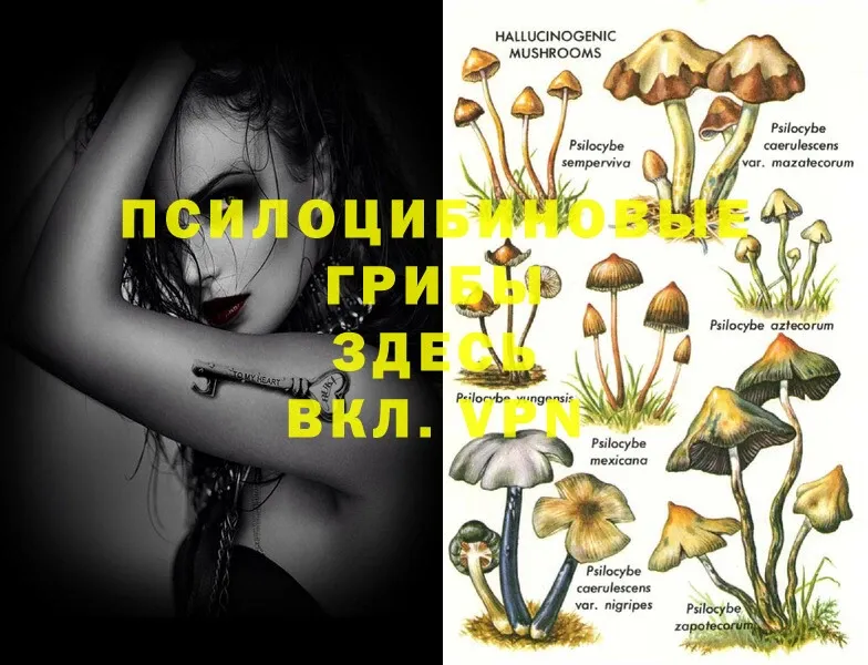 закладка  Старый Оскол  Псилоцибиновые грибы Psilocybe 